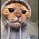 HoodieHamp