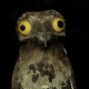 LikeMyBird