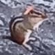 OmukotApricot